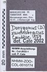 Etikette zu Dorygonus (Dorygonus) xanthobracus (NHMW-ZOO-COL-0010774)